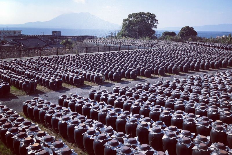 鹿児島福山町の黒酢畑